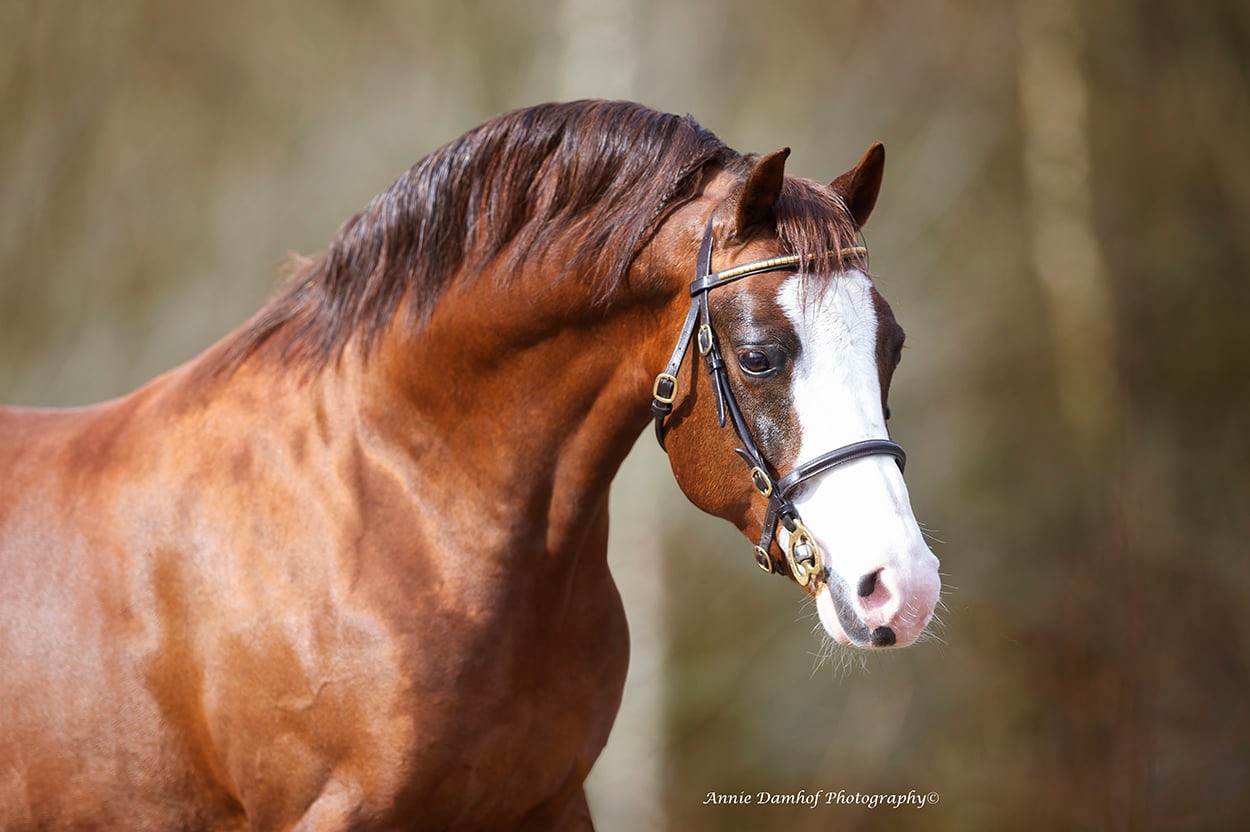 Welsh Stallion Waxwing Eye Catcher (Moelview x Eyarth Beu Geste) @Stal Mezennest